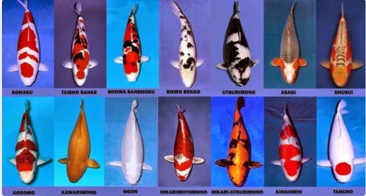 Jenis Jenis Ikan Koi