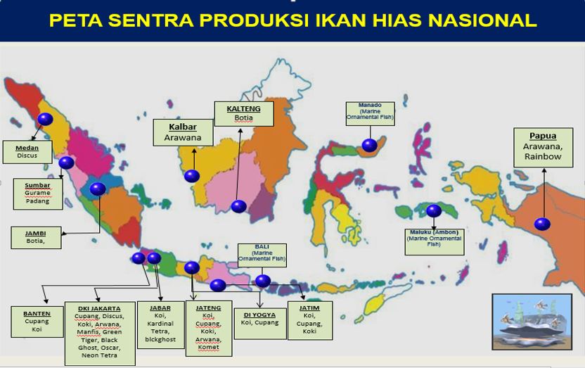 Budidaya Ikan Koki, Lengkap Sampai Bisa - Suksespedia